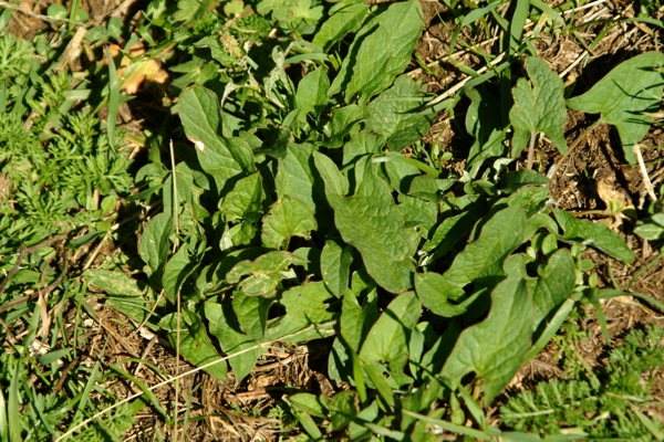 spinacio selvatico